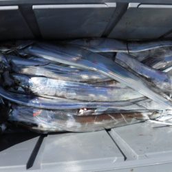 遊漁船 幸友丸 釣果