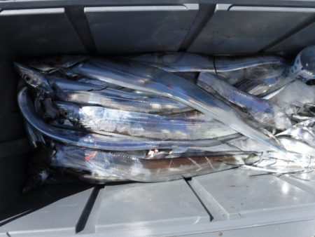 遊漁船 幸友丸 釣果