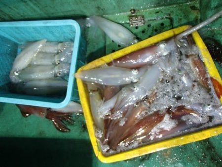 第二むつ漁丸 釣果