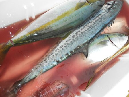 こうゆう丸 釣果