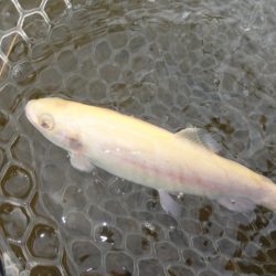 フィッシングレイクたかみや 釣果