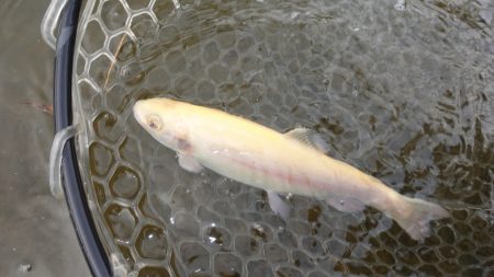 フィッシングレイクたかみや 釣果