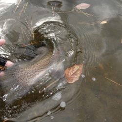 フィッシングレイクたかみや 釣果