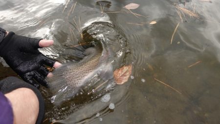 フィッシングレイクたかみや 釣果