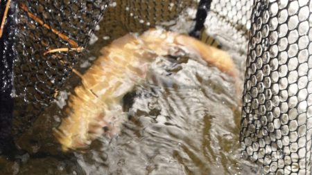 フィッシングレイクたかみや 釣果