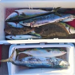 気仙沼　つり丸 釣果