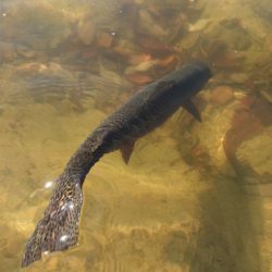 フィッシングレイクたかみや 釣果