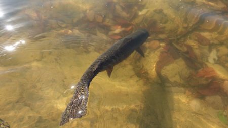 フィッシングレイクたかみや 釣果