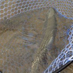 フィッシングレイクたかみや 釣果