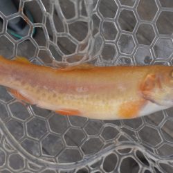 フィッシングレイクたかみや 釣果