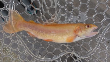 フィッシングレイクたかみや 釣果