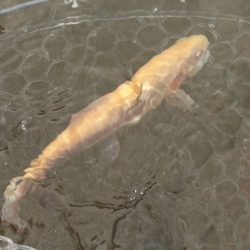 フィッシングレイクたかみや 釣果