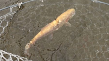 フィッシングレイクたかみや 釣果