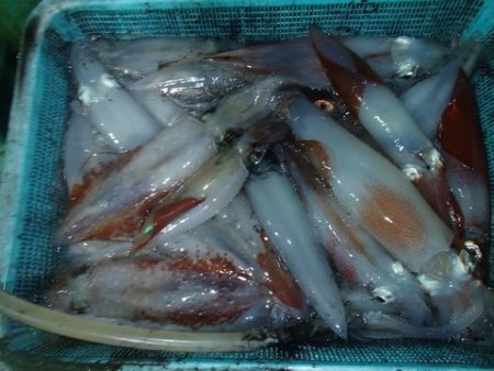 第二むつ漁丸 釣果