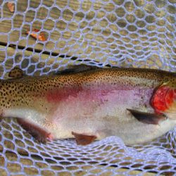 小菅トラウトガーデン 釣果