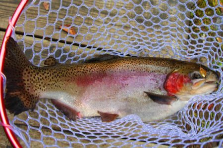 小菅トラウトガーデン 釣果