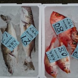 大進丸(新潟) 釣果