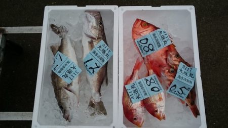 大進丸（新潟） 釣果