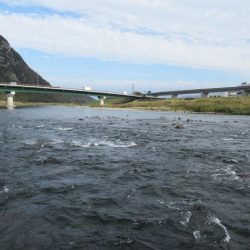 狩野川(狩野川漁業協同組合) 釣果