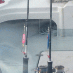 遊漁船ブルーウッズ 釣果