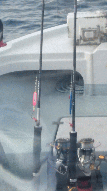 遊漁船ブルーウッズ 釣果