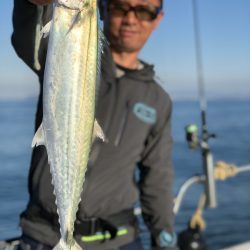 Magic（マジック） 釣果