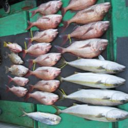 真祐丸 （しんゆうまる） 釣果