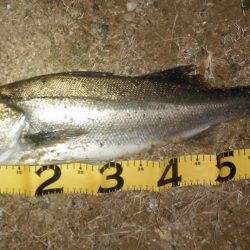 遅れて来た荒喰いシーズン