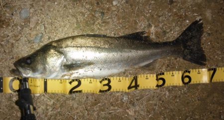 遅れて来た荒喰いシーズン