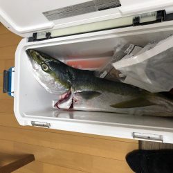 鰤と呼んでいいのやら