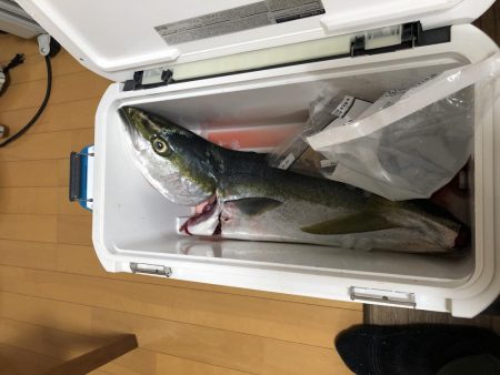 鰤と呼んでいいのやら