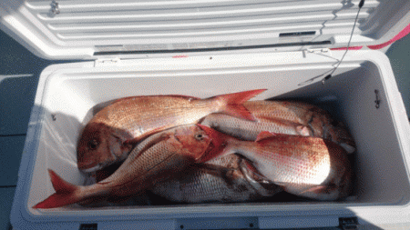 遊漁船ブルーウッズ 釣果