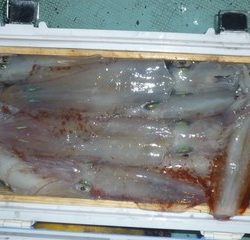 松福丸 釣果