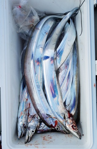 遊漁船 ニライカナイ 釣果