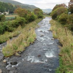 狩野川(狩野川漁業協同組合) 釣果
