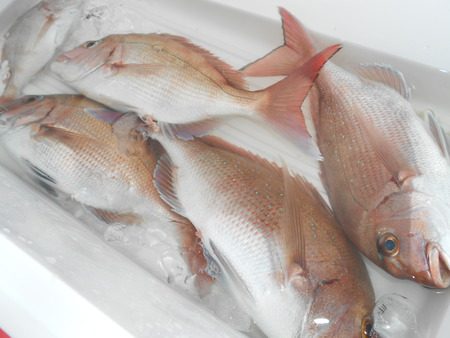 こうゆう丸 釣果