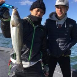 シーマジカル 釣果