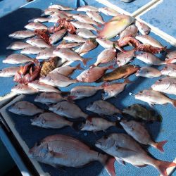 十八宝洋丸 釣果