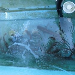 十八宝洋丸 釣果