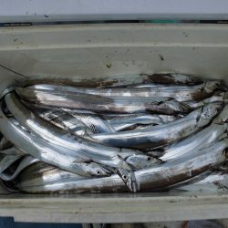 十八宝洋丸 釣果