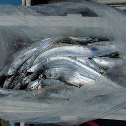 十八宝洋丸 釣果