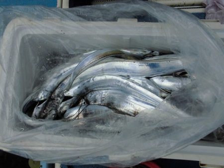 十八宝洋丸 釣果