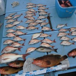 十八宝洋丸 釣果