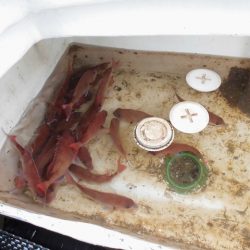 十八宝洋丸 釣果