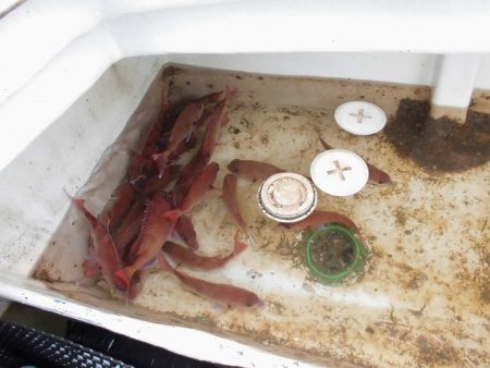 十八宝洋丸 釣果