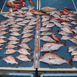 十八宝洋丸 釣果