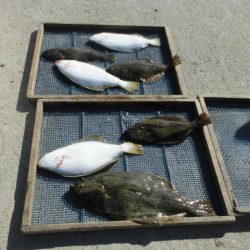 大進丸（愛知） 釣果