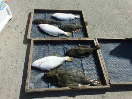 大進丸（愛知） 釣果