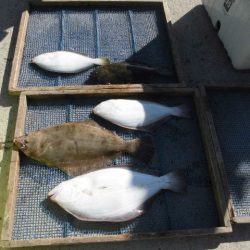 大進丸（愛知） 釣果