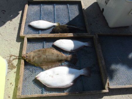 大進丸（愛知） 釣果